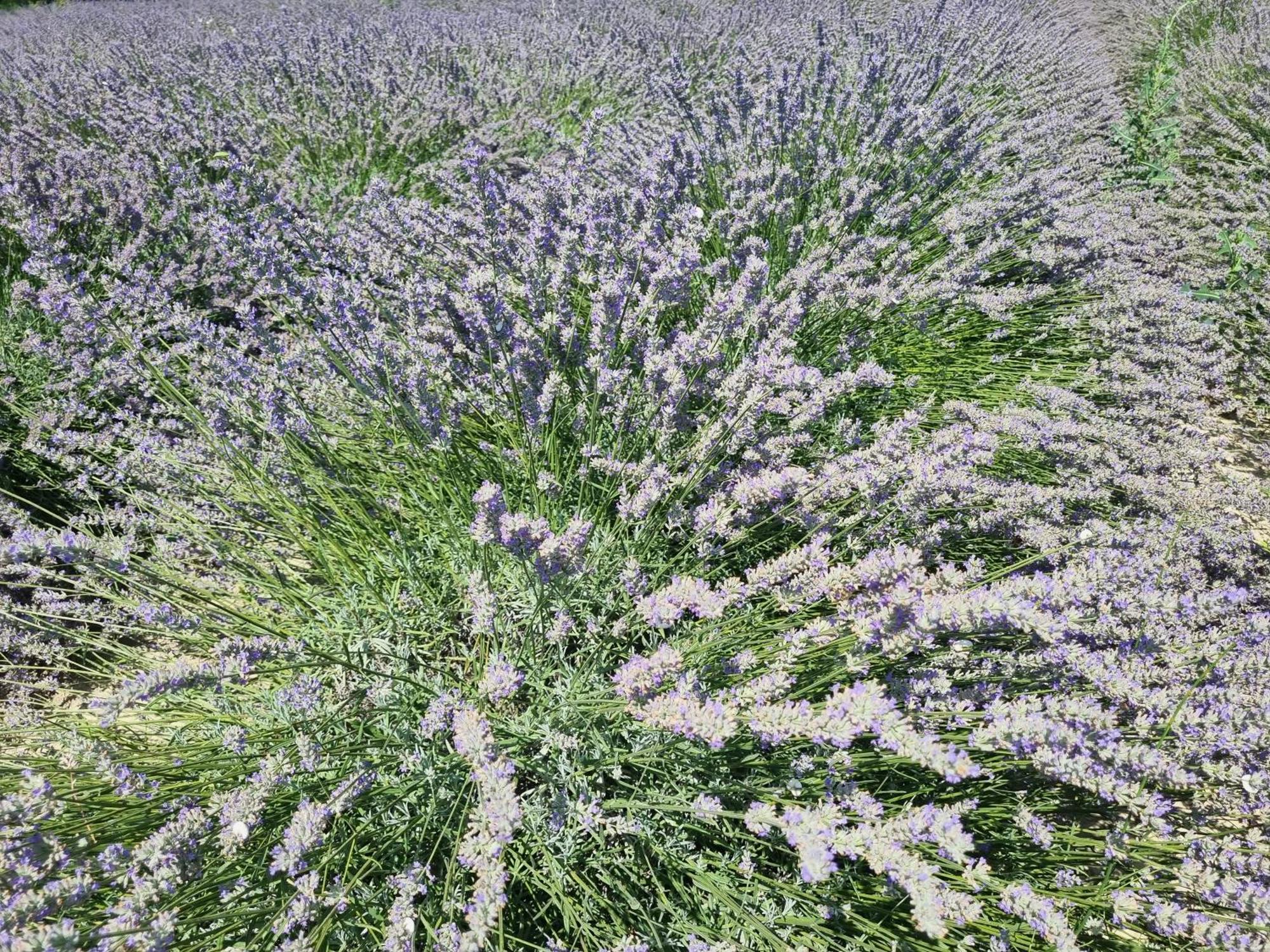 Mas Des Muriers Saumane-de-Vaucluse Exteriér fotografie